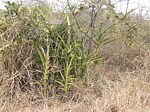 Sansevieria aborescens Taru GPS162 Kenya 2012_PV0055.jpg